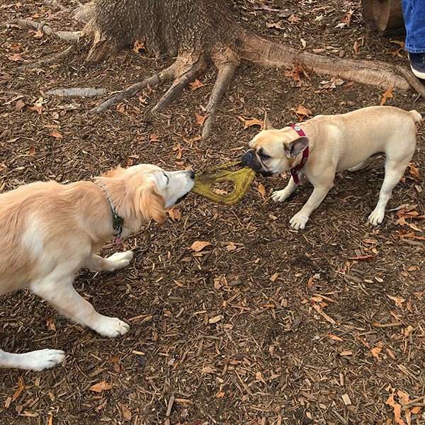 Dogs playing at dog park at Pavilion Recreation Complex in Greenville, SC